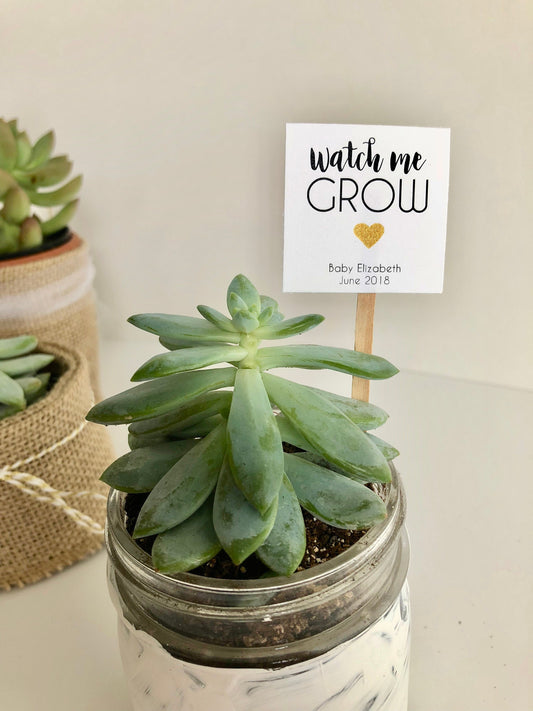 "Watch Me Grow" Plant Favor Stick for Mini Succulents - Ideal Baby Shower Favor