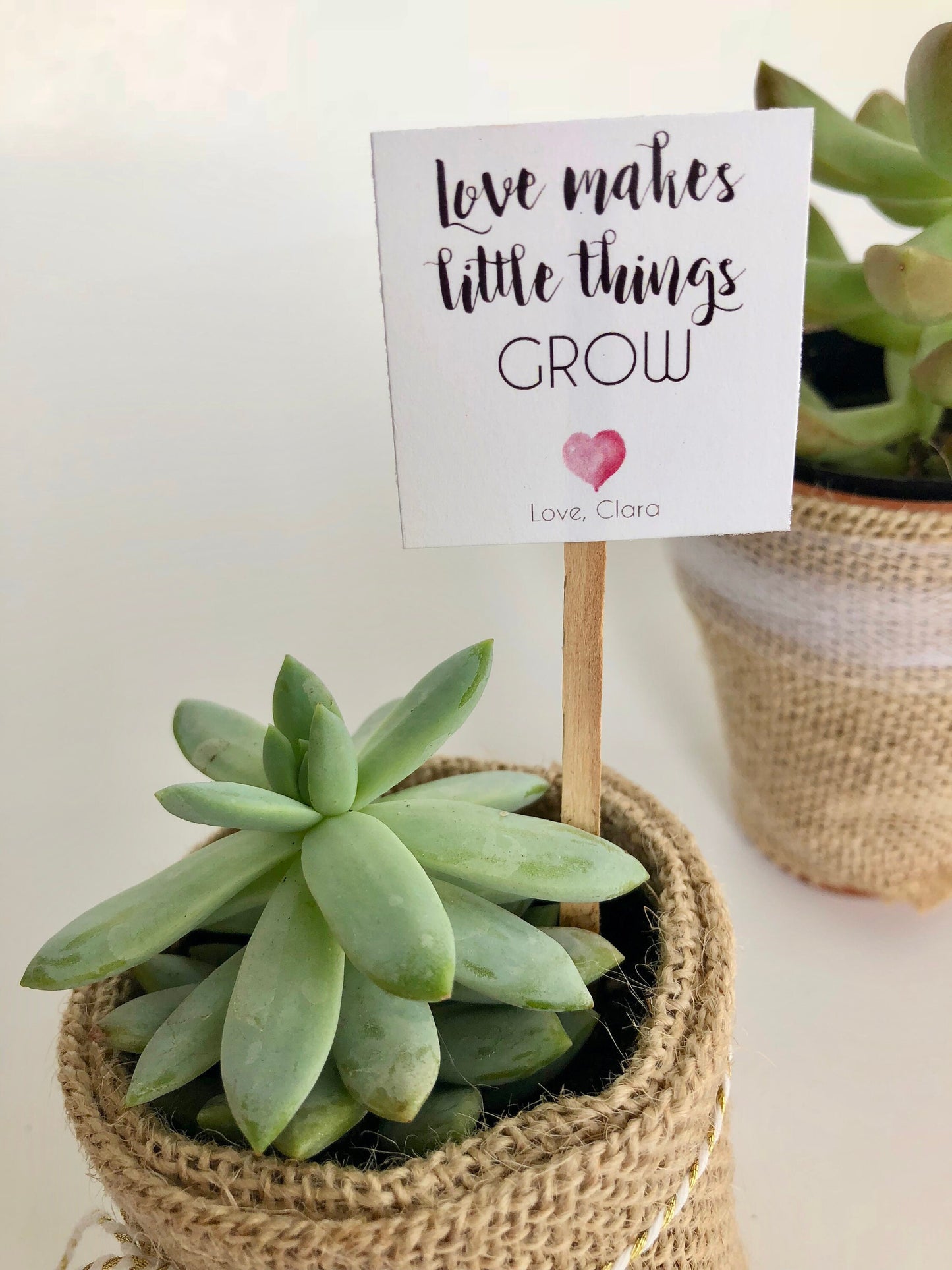 Succulent Plant Baby Shower Favor Insert - Love Makes Little Things Grow