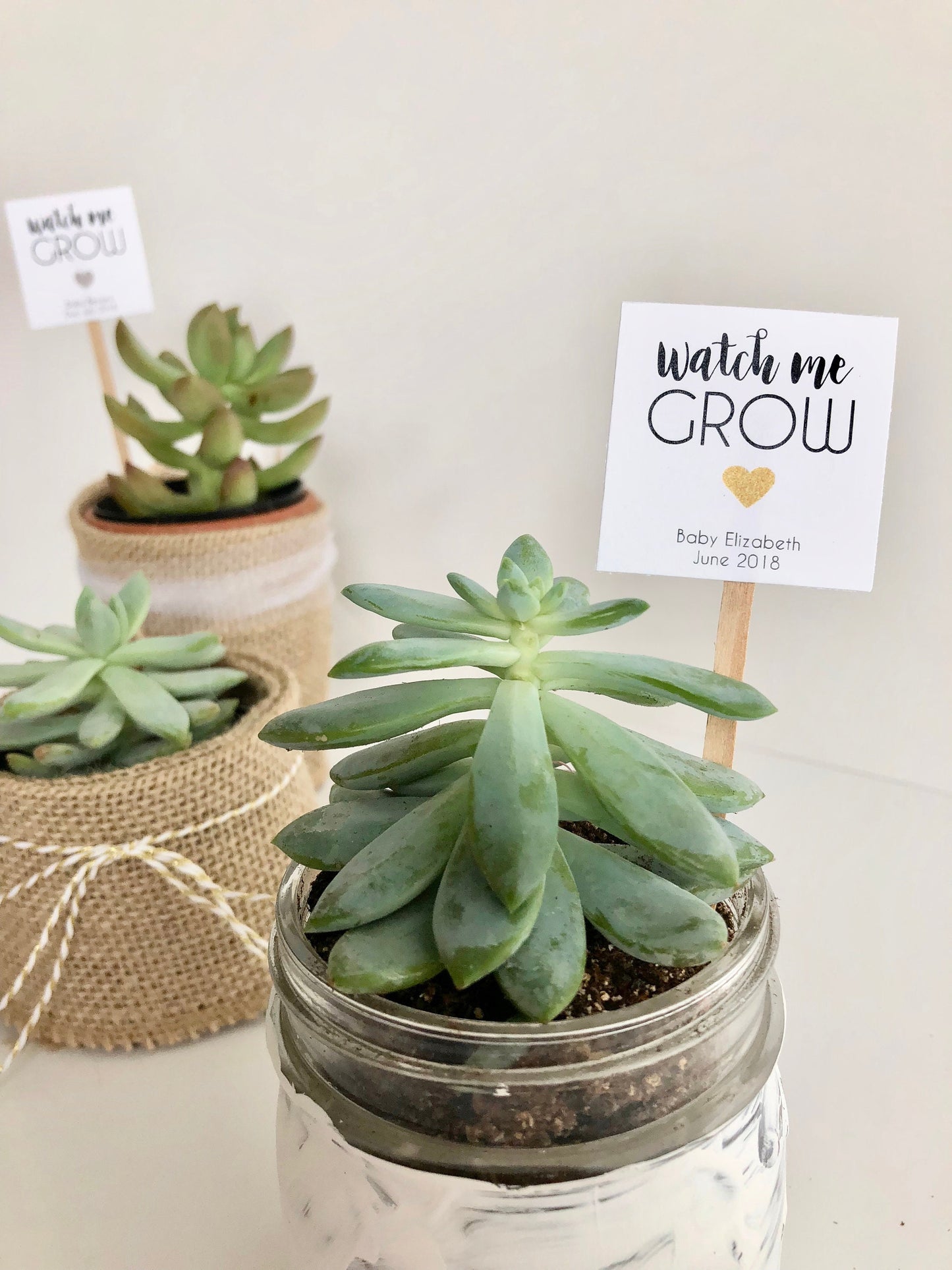 "Watch Me Grow" Plant Favor Stick for Mini Succulents - Ideal Baby Shower Favor