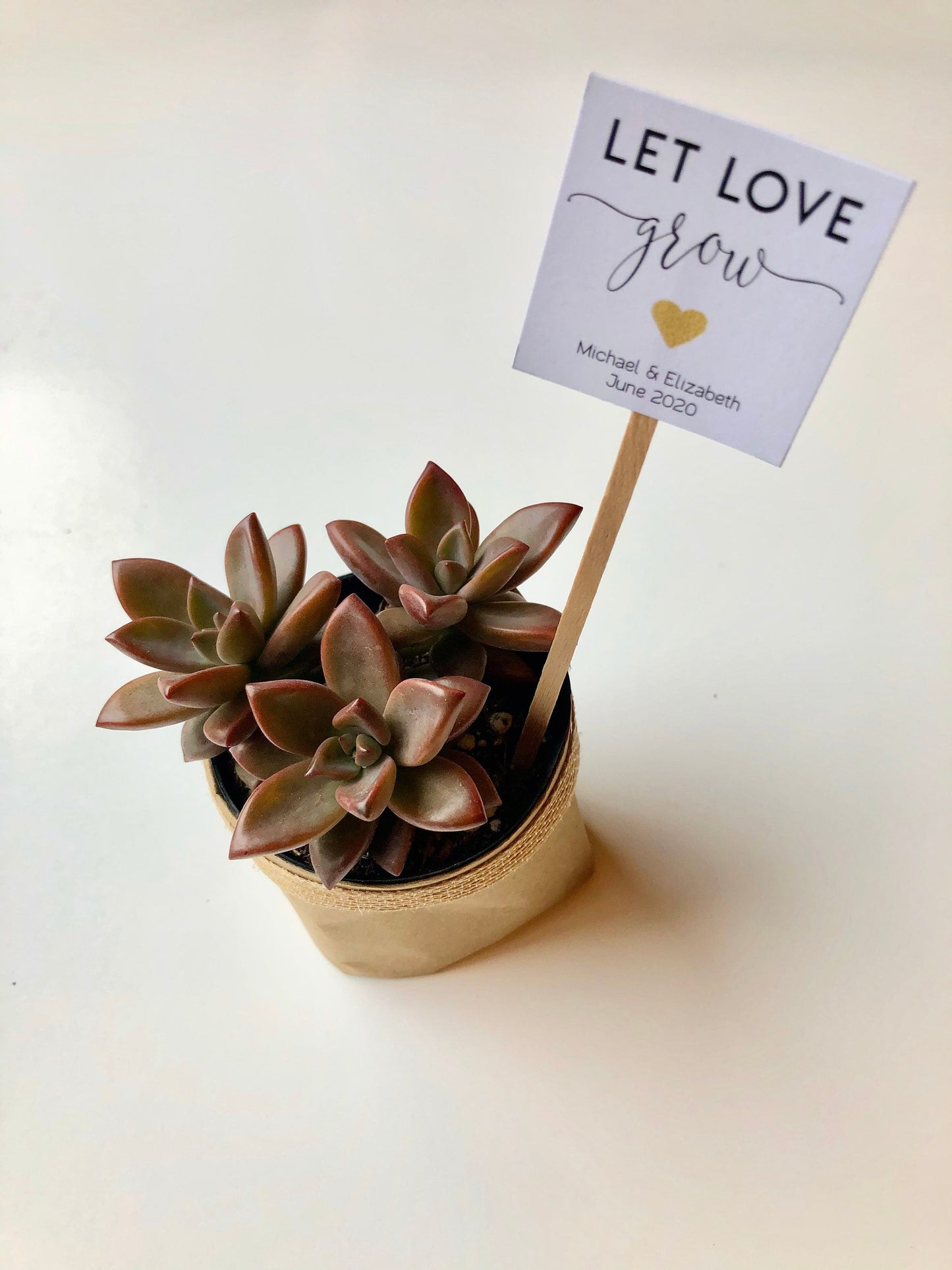 Succulent Plant Wedding Favor Insert - Let Love Grow